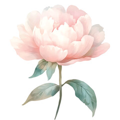 Watercolor illustration of a soft pink peony flower with green watercolor illutrastion transparent background