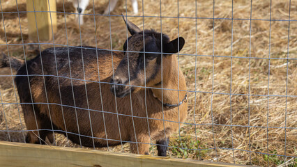 A goat in the farm.