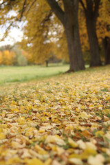 Autumn alley strewn with yellow leaves. Walking alley in autumn, yellow fallen leaves lie on the ground. Tall trees with yellow and green leaves. Long alley for pedestrians and cyclists in the park