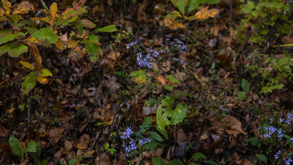 Blue Flowers in the forest.