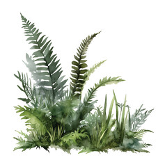 Watercolor illustration of lush green ferns and grass on white watercolor illutrastion transparent background