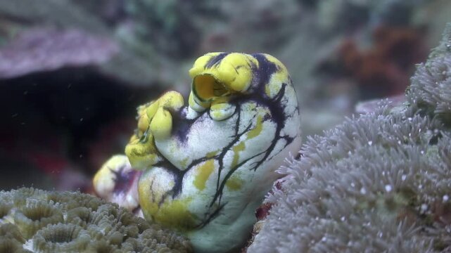 Experience the serene beauty of tunicate sea squirts amidst vibrant coral formations, taken during dusk in Cebu's waters, Philippines.
