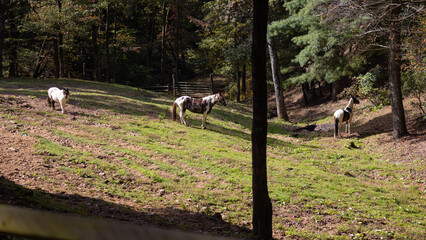 Herd of horses on the meadow.