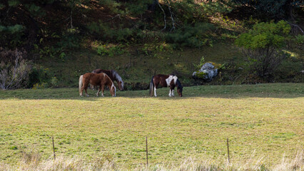 Herd of horses on the meadow.