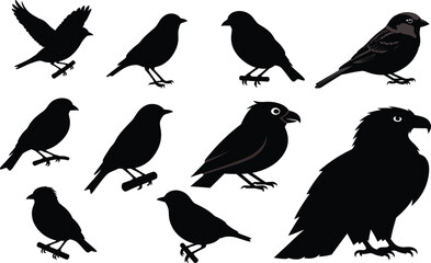 Contrasting Birds Set: Detailed Songbird Graphics and Powerful Eagle Silhouette Vector Collection, Nature, Wildlife, and Fauna.