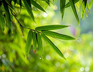 Lush green bamboo leaves in sunlight