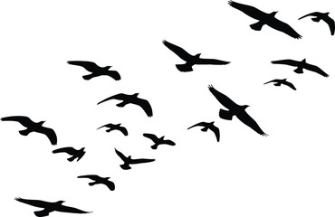 Large Flock of Flying Birds Silhouette Vector, Dynamic Freedom, Migration, and Wildlife Graphic Elements Isolated on White.