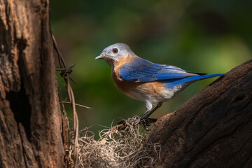An Eastern bluebird perched on a branch
