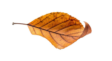 Fototapeta premium Autumn leaf shows detailed venation and texture against background, with curled edges and fading colors.