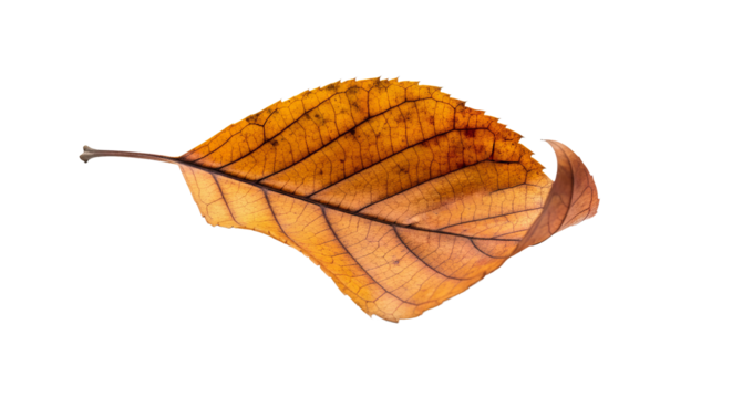 Autumn leaf shows detailed venation and texture against background, with curled edges and fading colors.