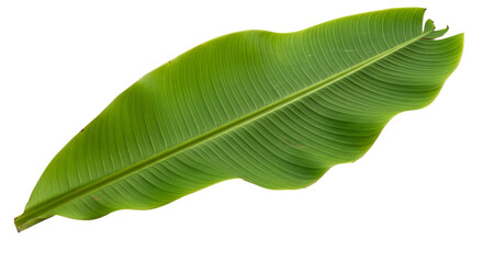 Obraz premium Banana leaf displays vibrant green color and distinctive ribbing pattern against a isolated background.