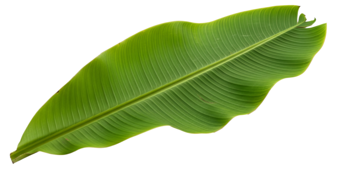 Banana leaf displays vibrant green color and distinctive ribbing pattern against a isolated background.