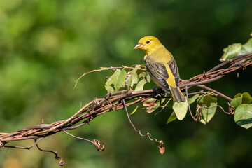 A female summer tanager perched on a vine