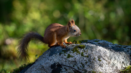 Ecureuil roux dans les sous-bois de la forêt boréale de Finlande à l'automne