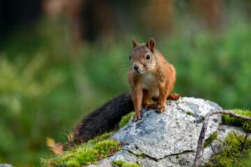 Ecureuil roux dans les sous-bois de la forêt boréale de Finlande à l'automne