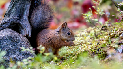 Ecureuil roux dans les sous-bois de la forêt boréale de Finlande à l'automne