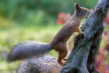 Ecureuil roux dans les sous-bois de la for&ecirc;t bor&eacute;ale de Finlande &agrave; l'automne
