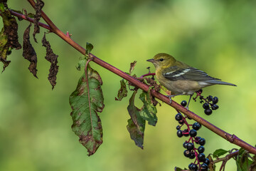 A bay-breasted warbler perched on a limb