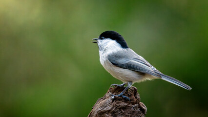 Mésange boréale juchée sur une branche © michel