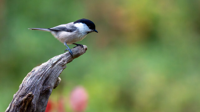 M&eacute;sange bor&eacute;ale juch&eacute;e sur une branche