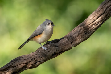 A tufted titmouse perched on a branch
