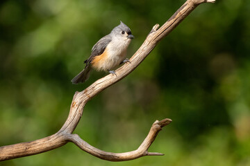 A tufted titmouse perched on a branch
