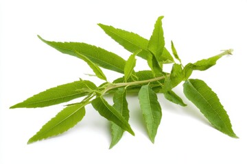 Obraz premium Lemon Verbena Delight: Fresh Sprigs of Aromatic Herbal Leaves for Natural Wellness and Care