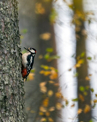 Pic epeiche accroché sur le tronc d'un arbre dans la forêt de Laponie en Finlande à l'automne