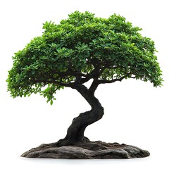 Bonsai Tree With Twisted Trunk And Green Leaves On photo White Background foliage