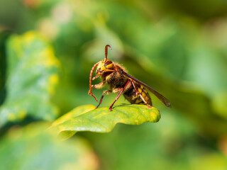 European Hornet on an Oak Tree