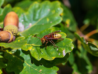 European Hornet on an Oak Tree