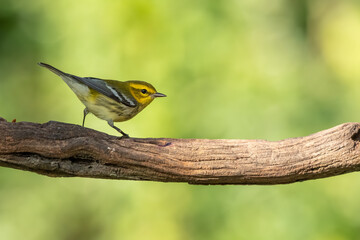 A black-throated green warbler perched on a vine