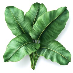 Bunch of Large Green Banana Leaves with Veins tropical plant photo