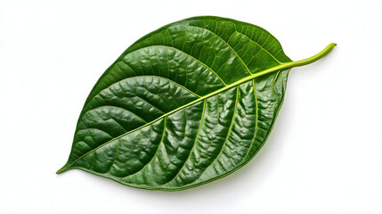 Green leaf shows detailed veined texture on white surface, perfect for product presentation, beauty branding, or natural background.