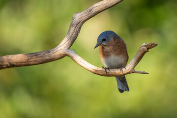 Bluebird perched on a tree branch