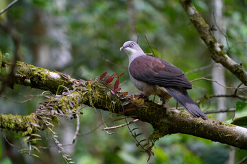 Fototapeta premium The mountain imperial pigeon (Ducula badia)