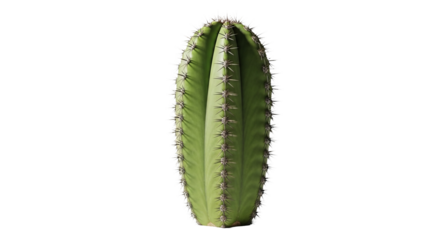 Green cactus stands prominently, featuring rows of sharp spines and subtle light variations.