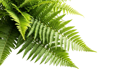 Green fern leaves grow, displaying their fronds against a isolated background, creating a contrasting visual effect.