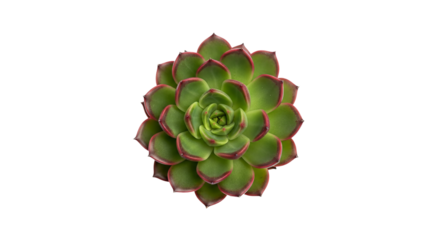 Green succulent displays symmetrical pattern with red edges on its leaves against .