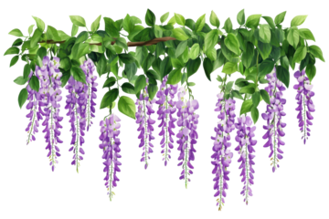 Cascading purple wisteria flowers with green leaves isolated on transparent background. Beautiful hanging purple wisteria flowers cascading elegantly from a lush green branch on white background.