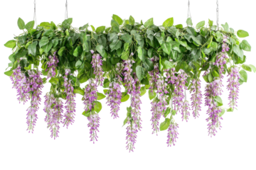 Cascading purple wisteria flowers with green leaves isolated on transparent background. Beautiful hanging purple wisteria flowers cascading elegantly from a lush green branch on white background.