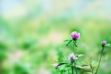 Pink meadow clover flowers (Trifolium pratense) on a soft, blurred green background.