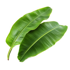 Fototapeta premium Banana plant cluster with lush green leaves isolated on transparent png background. Ai generated