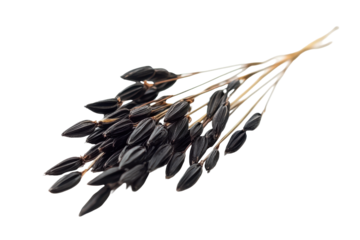 Dried bunch of dark grapes isolated on transparent background.