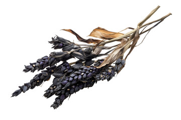 Dried lavender bunch with leaves isolated on transparent background.