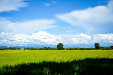 Obraz premium Expansive Green and Yellow Rice Paddy Field with Distant Village and Mountain Backdrop
