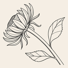 Contour drawing of an Echinacea flower with stem and leaves