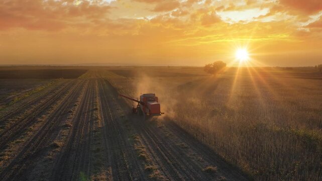 Drone shot of combine harvester revolving reel harvesting soybean crops in cultivated agricultural field at sunset, beautiful autumn landscape and big tree in a field