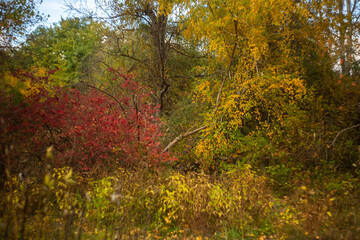 autumn leaves in the forest