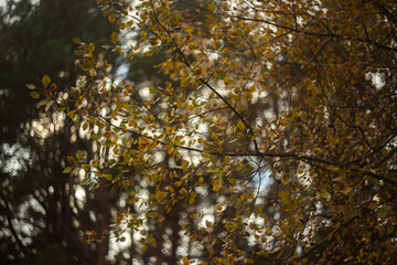 autumn leaves in the forest